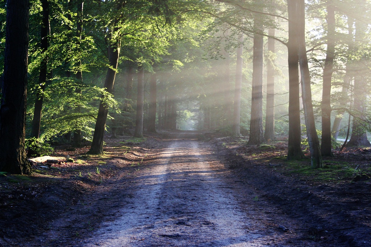 Forest trail through woodland